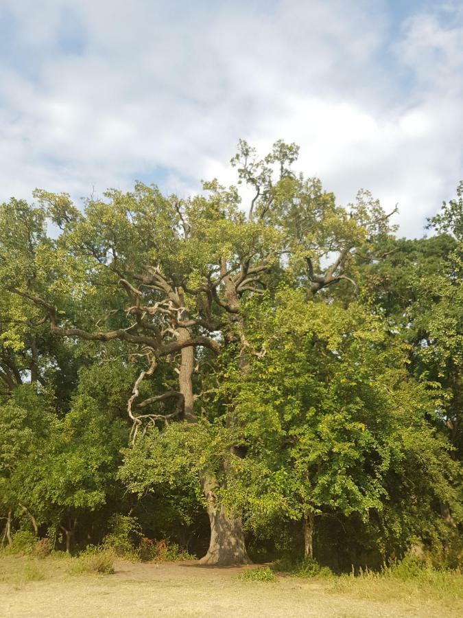 Pensiunea Pescarul Vanator Delta Dunarii Crisan  Exterior foto